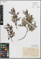 Foto von Salix glauca L. x Salix phylicifolia L.